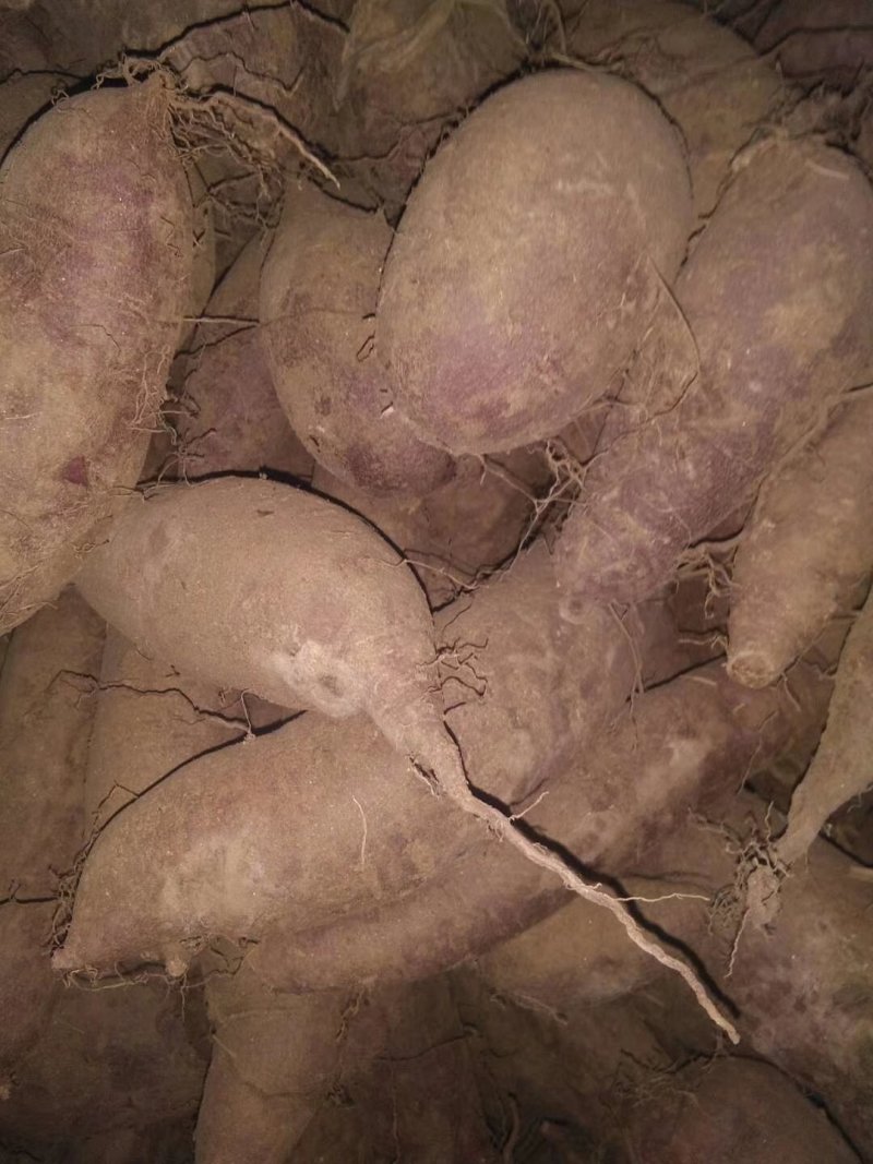 紫薯紫罗兰