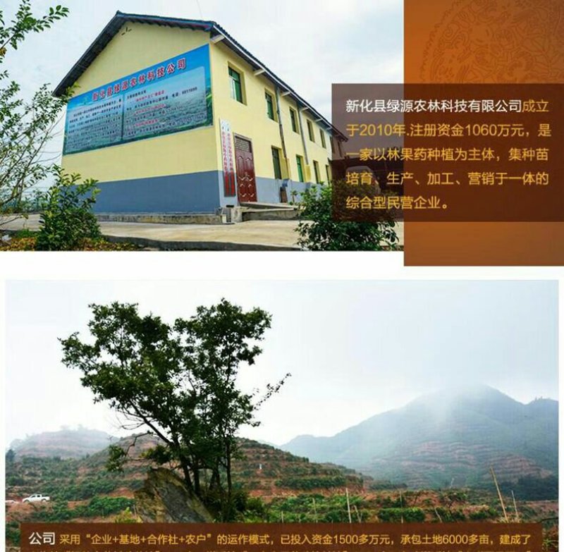 湖南无硫龙牙百合干片大含量足淀粉高无任何添加260g