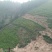 高山虎爪姜
