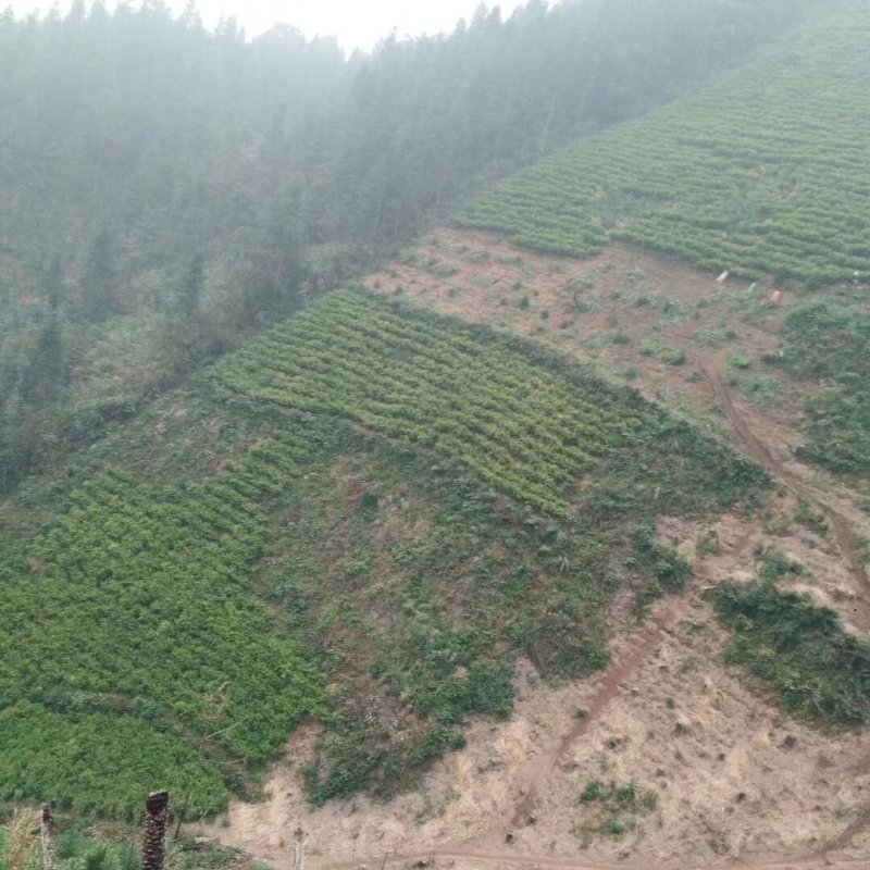 高山虎爪姜