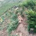 高山虎爪姜