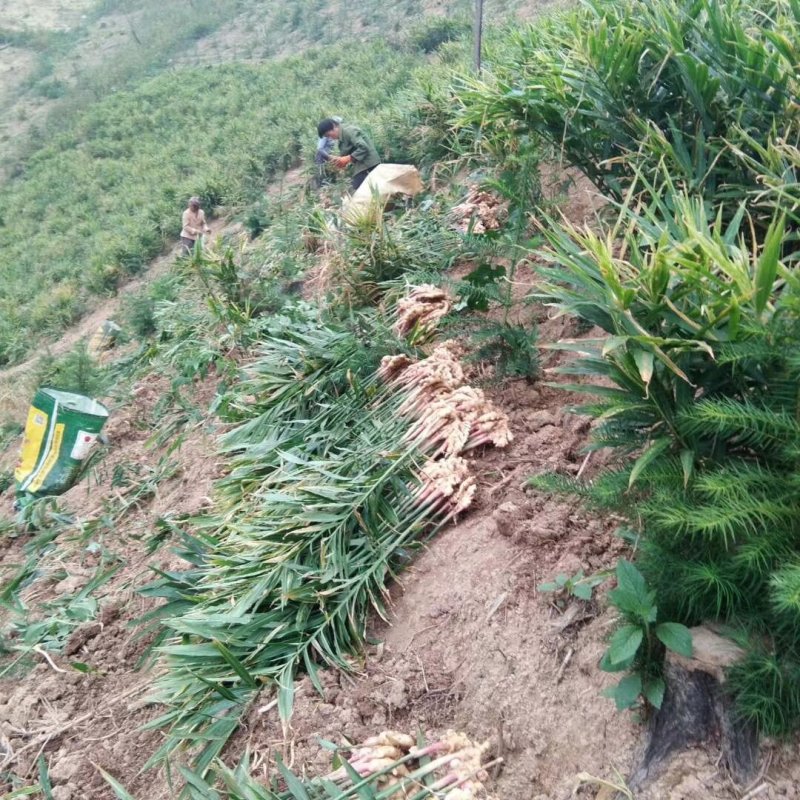 高山虎爪姜