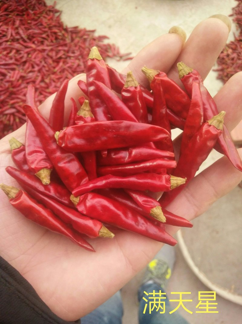 贵州子弹头干辣椒海椒中辣特香红粉中粗辣椒面餐饮工厂批发