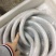 渤海湾刀鱼