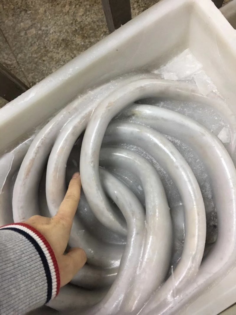 渤海湾刀鱼