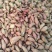 商薯19，三两以上，