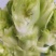 大儿菜，又称娃娃菜