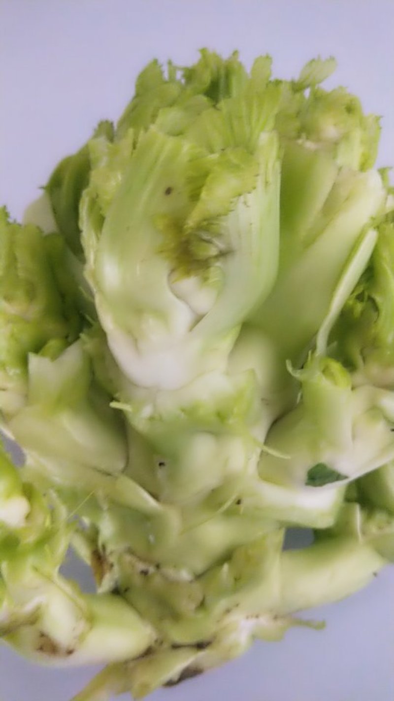 大儿菜，又称娃娃菜