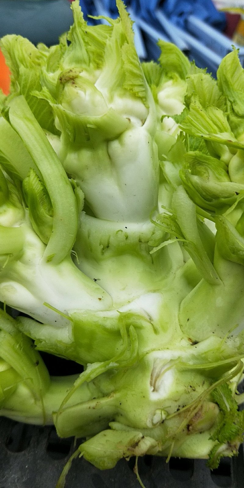大儿菜，又称娃娃菜