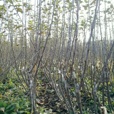 矮化苹果树苗，0.8至1公分的，