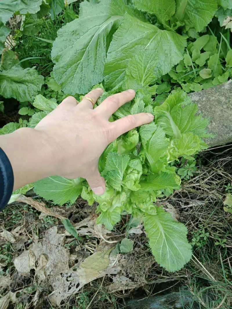儿菜