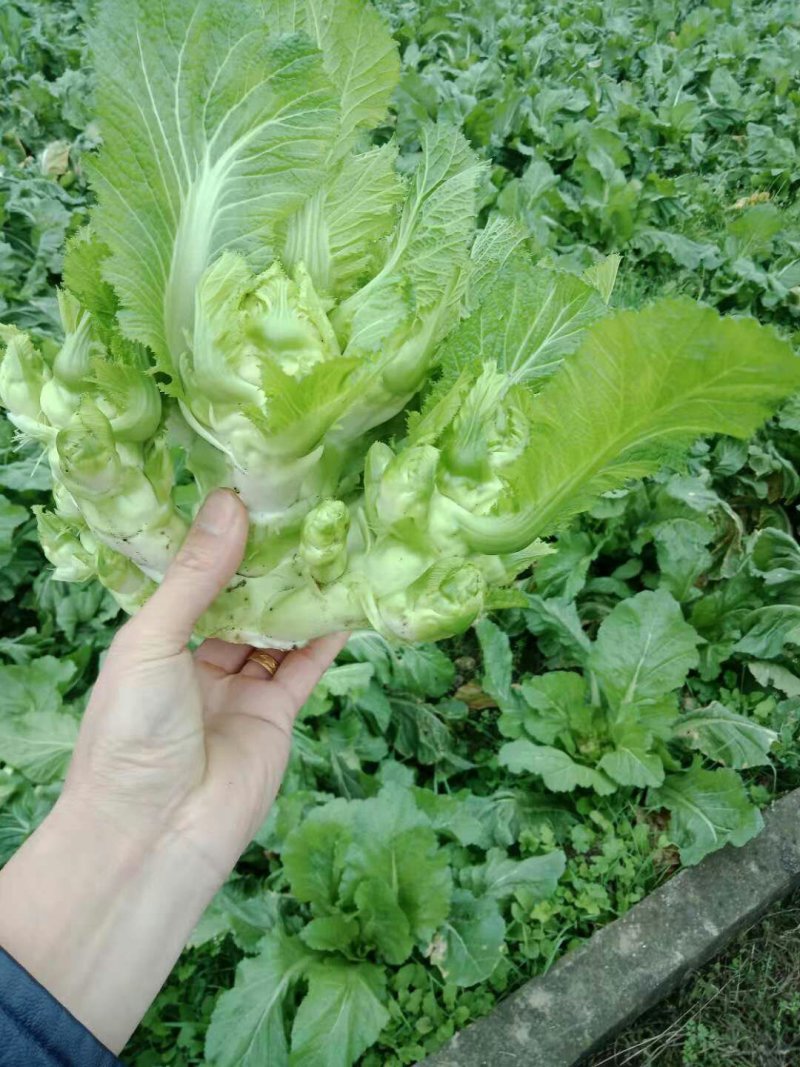 儿菜
