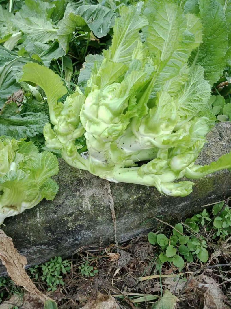 儿菜