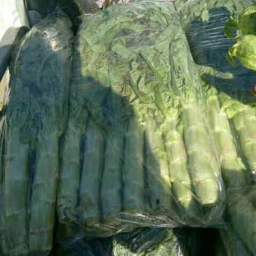 大棚紫叶莴苣大量上市