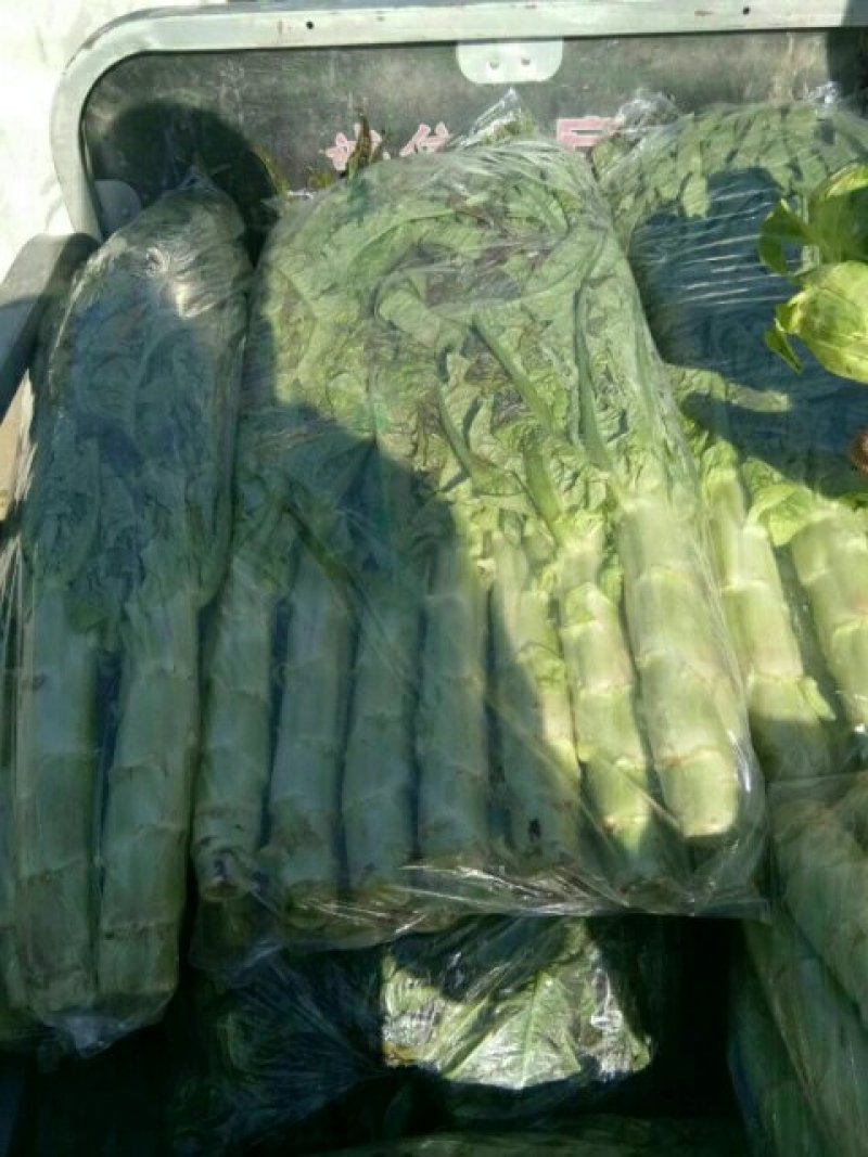大棚紫叶莴苣大量上市