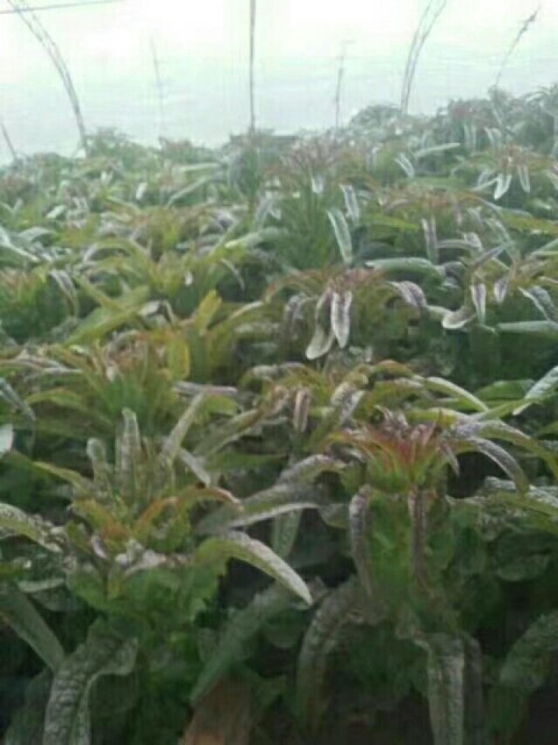 大棚紫叶莴苣大量上市