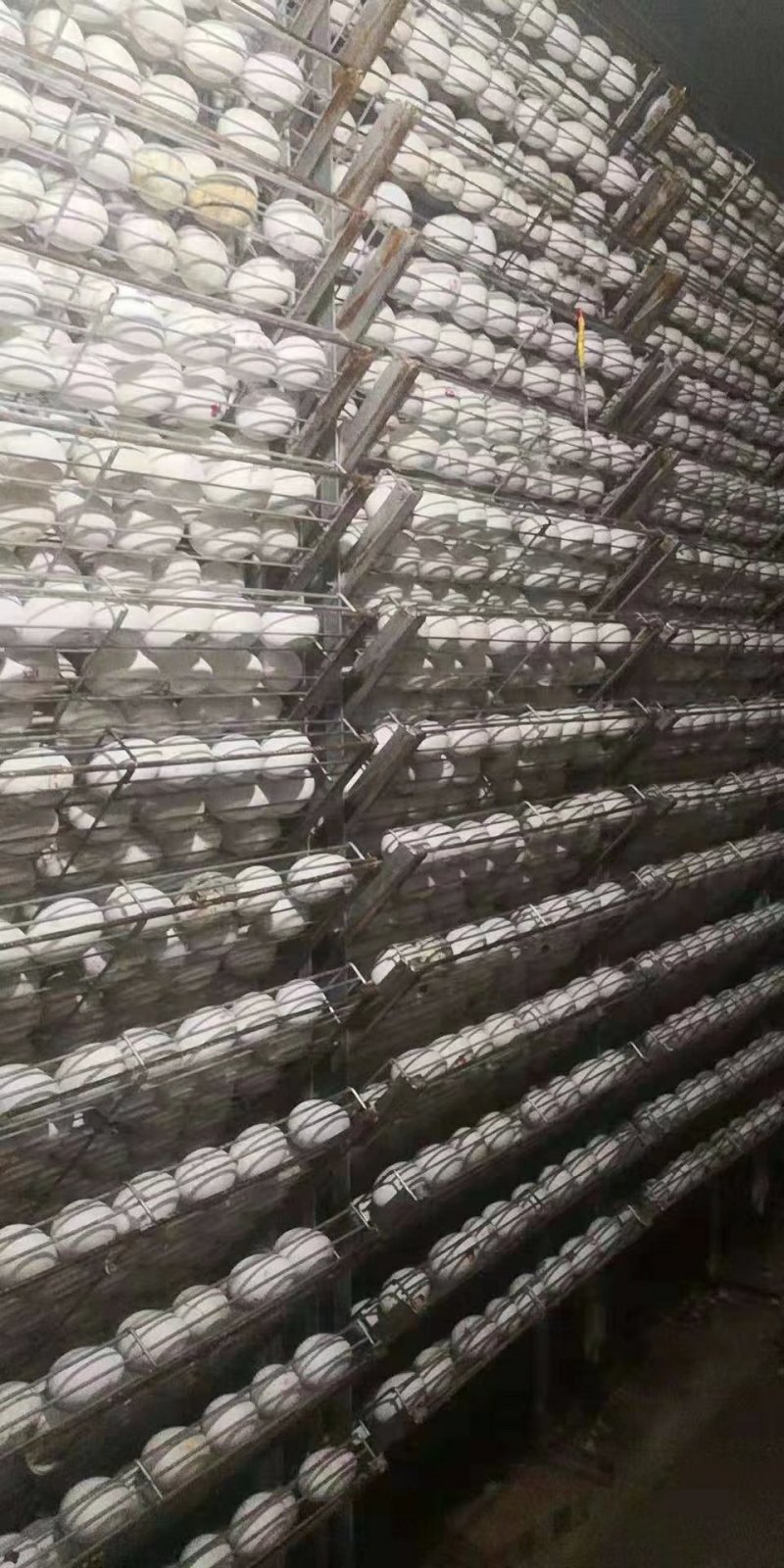 鹅苗