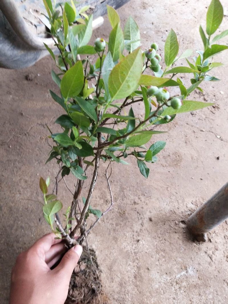 蓝莓树苗当年结果