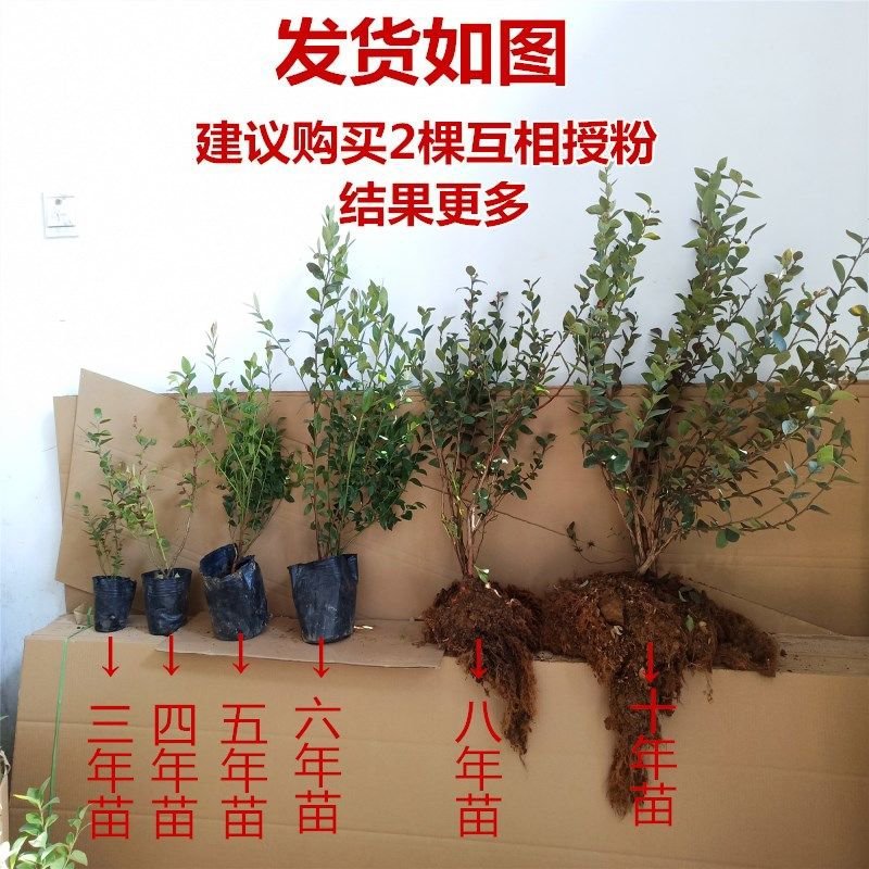 蓝莓树苗当年结果