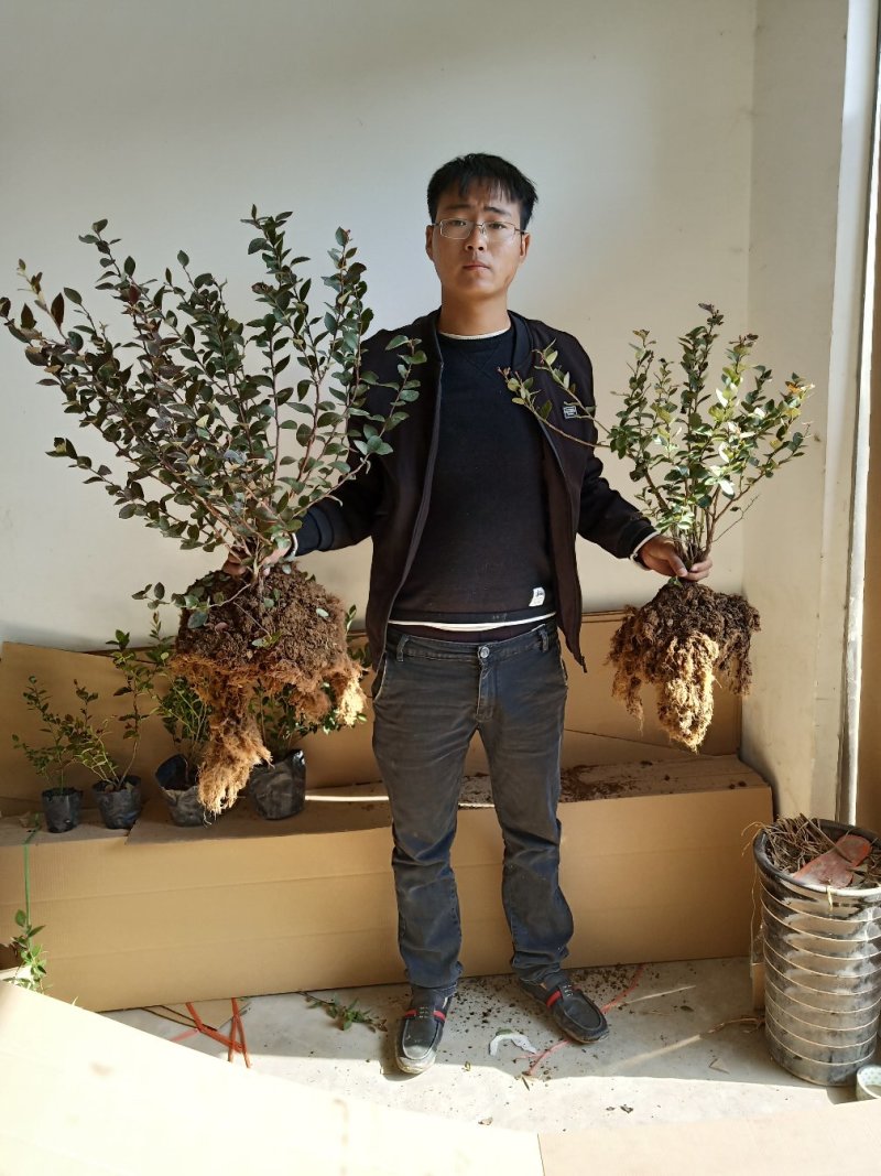 蓝莓树苗当年结果