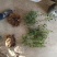 蓝莓树苗当年结果