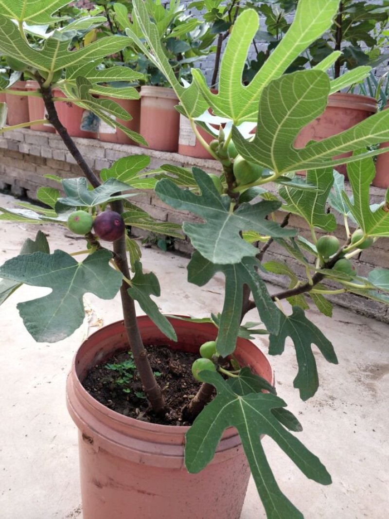无花果树苗大量优惠