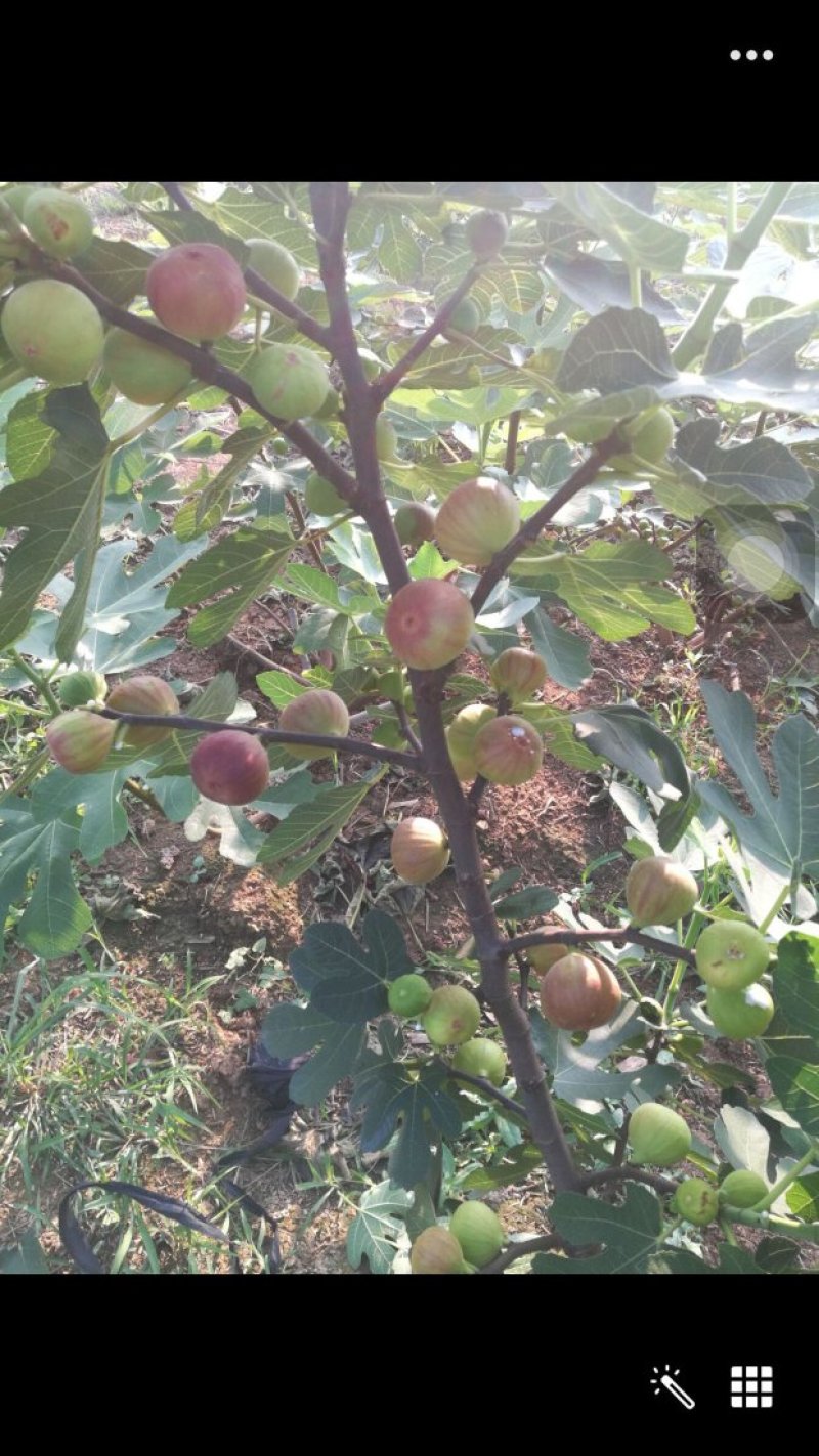 无花果树苗大量优惠