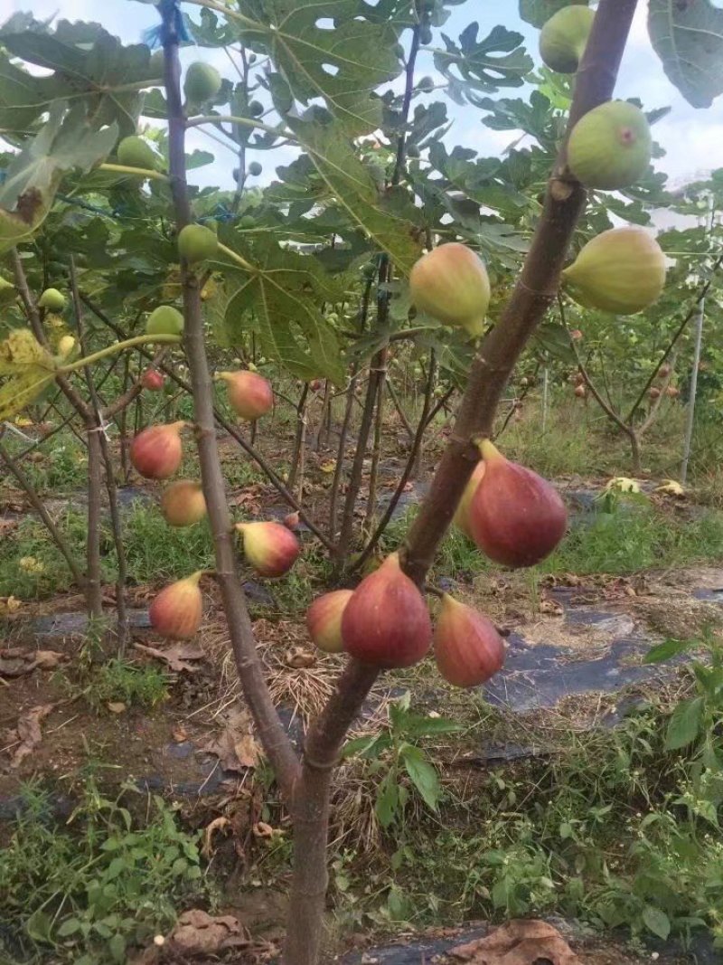 无花果树苗大量优惠