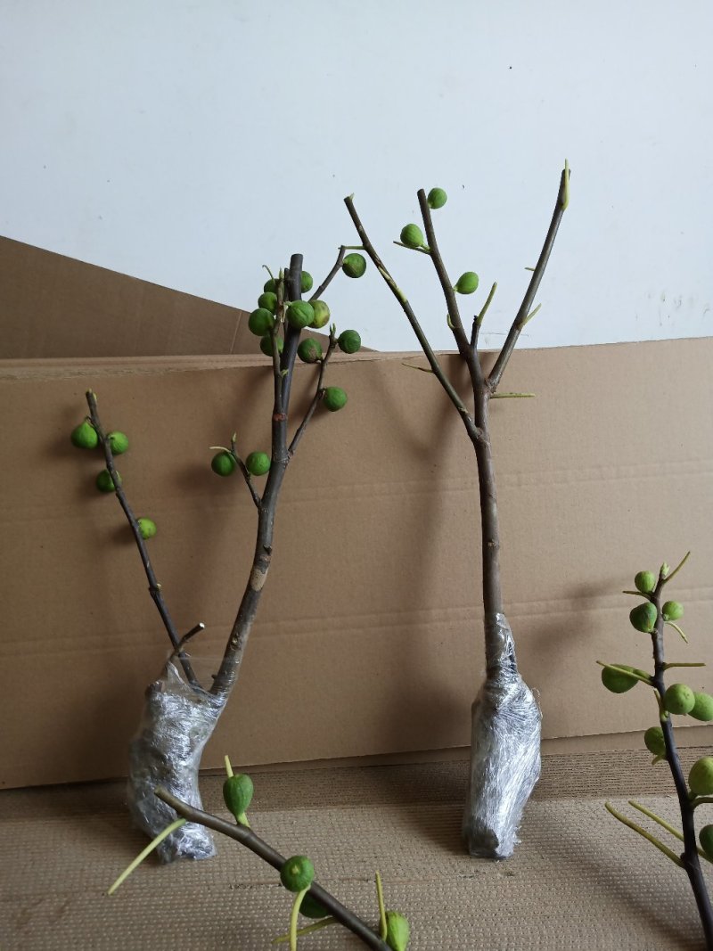 无花果树苗大量优惠