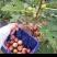 无花果树苗大量优惠
