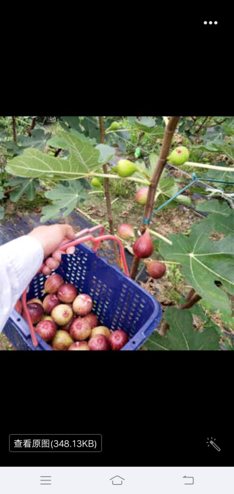 无花果树苗大量优惠
