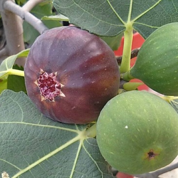 无花果树苗大量优惠
