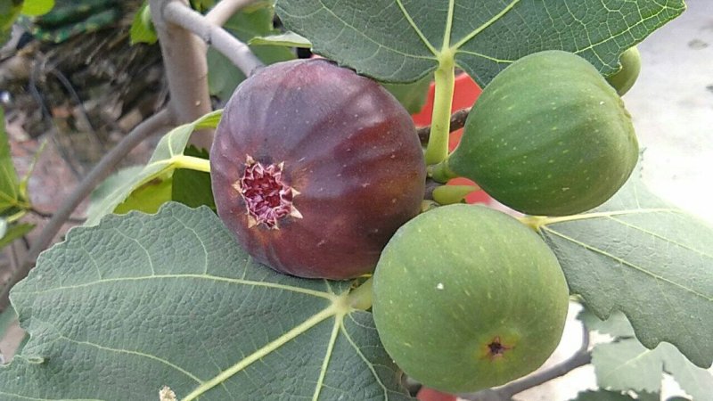 无花果树苗大量优惠