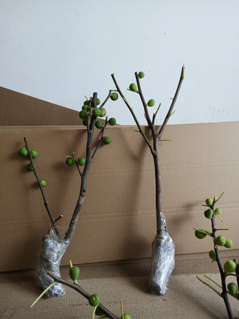 无花果树苗大量优惠