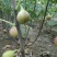 无花果树苗大量优惠