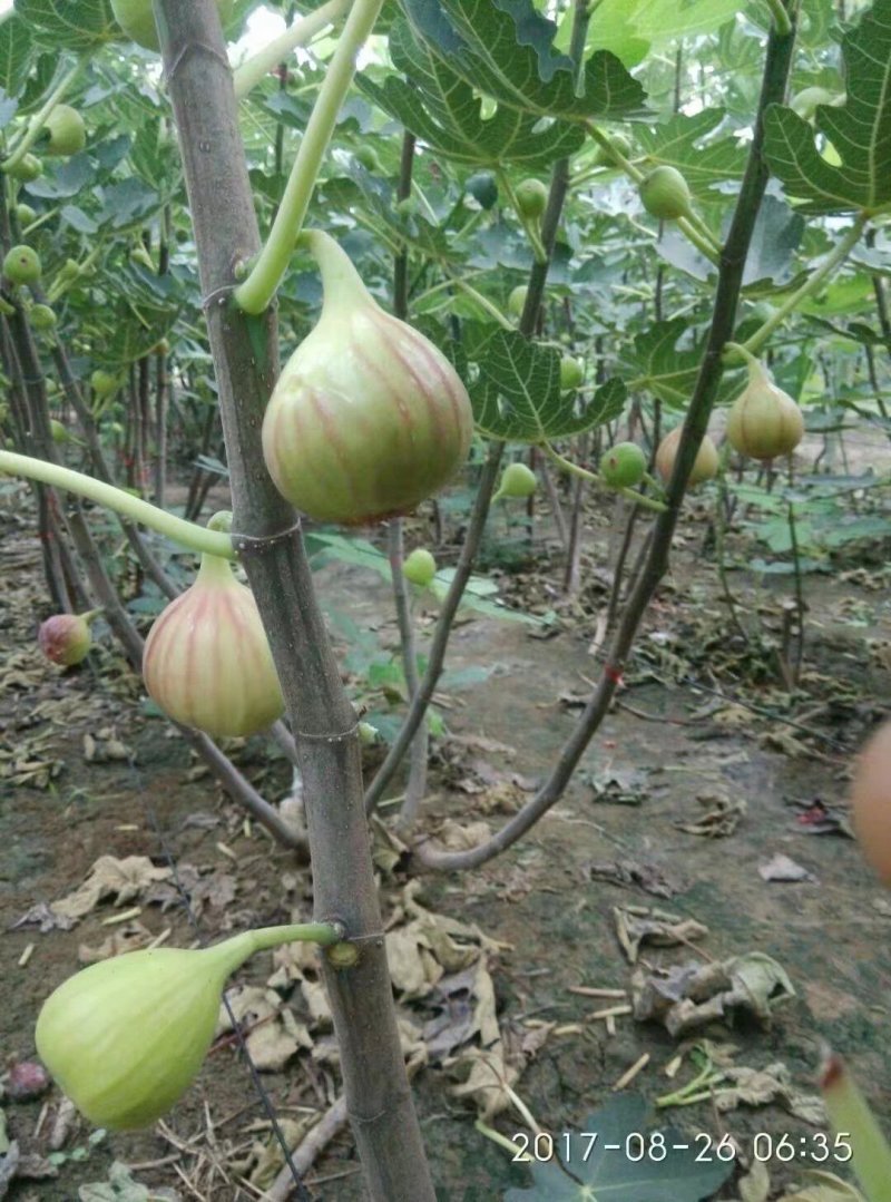无花果树苗大量优惠