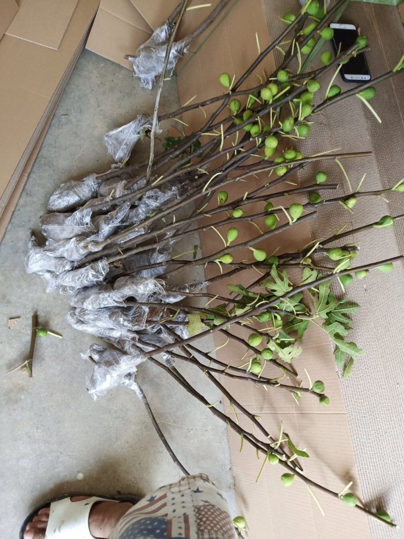 无花果树苗大量优惠