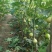 无花果树苗大量优惠