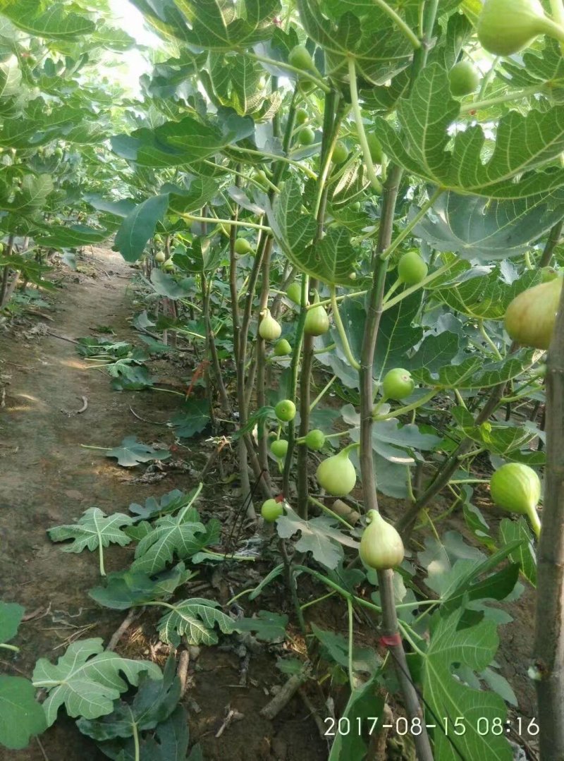 无花果树苗大量优惠