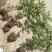 无花果树苗大量优惠