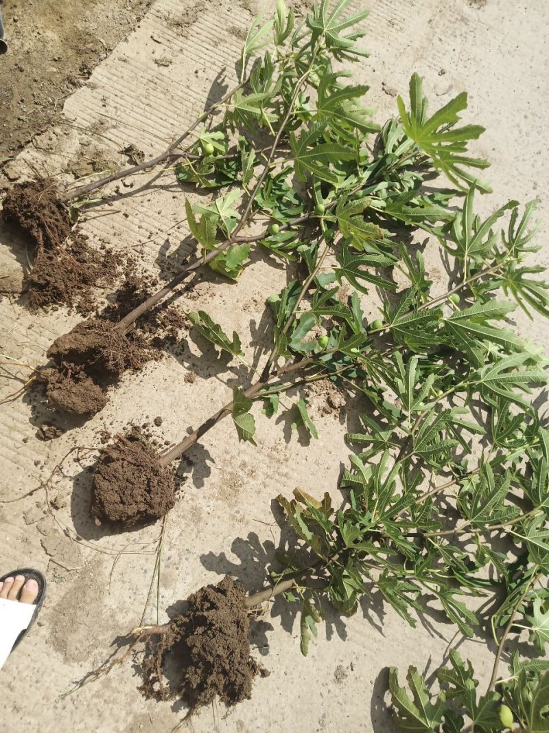 无花果树苗大量优惠