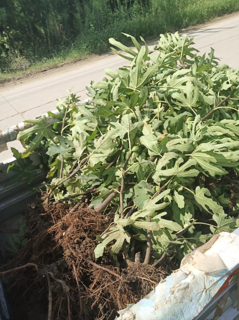 无花果树苗大量优惠