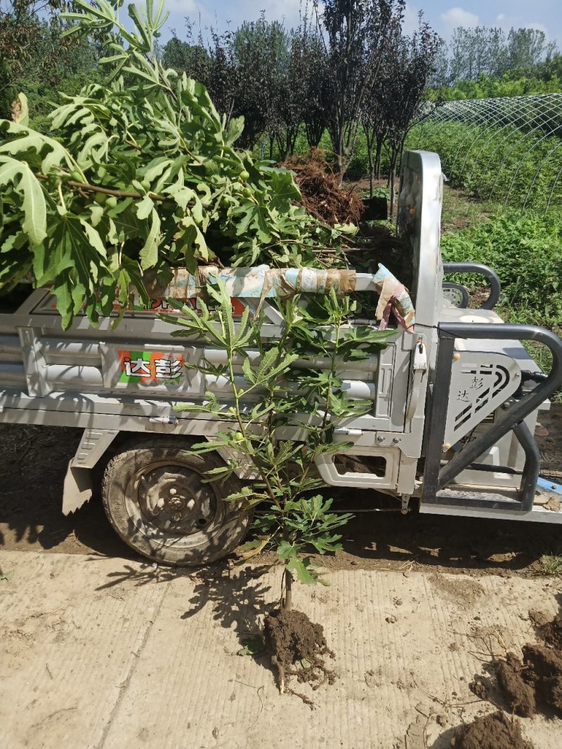 无花果树苗大量优惠