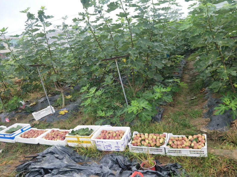 无花果树苗大量优惠