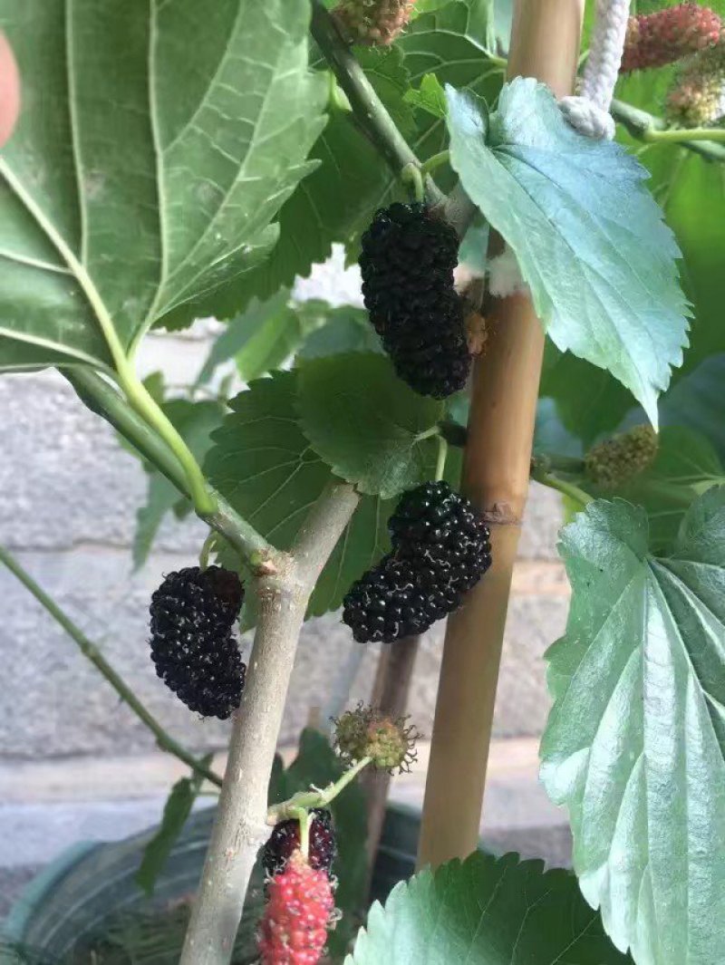 桑葚树苗
