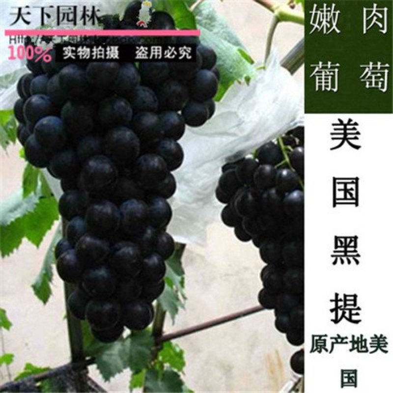 蓝宝石葡萄苗