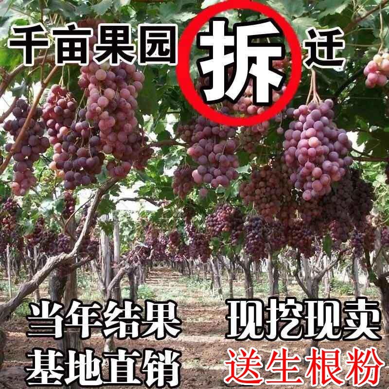 蓝宝石葡萄苗