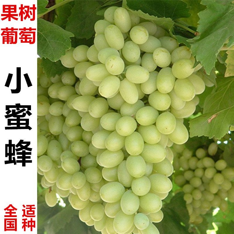 蓝宝石葡萄苗