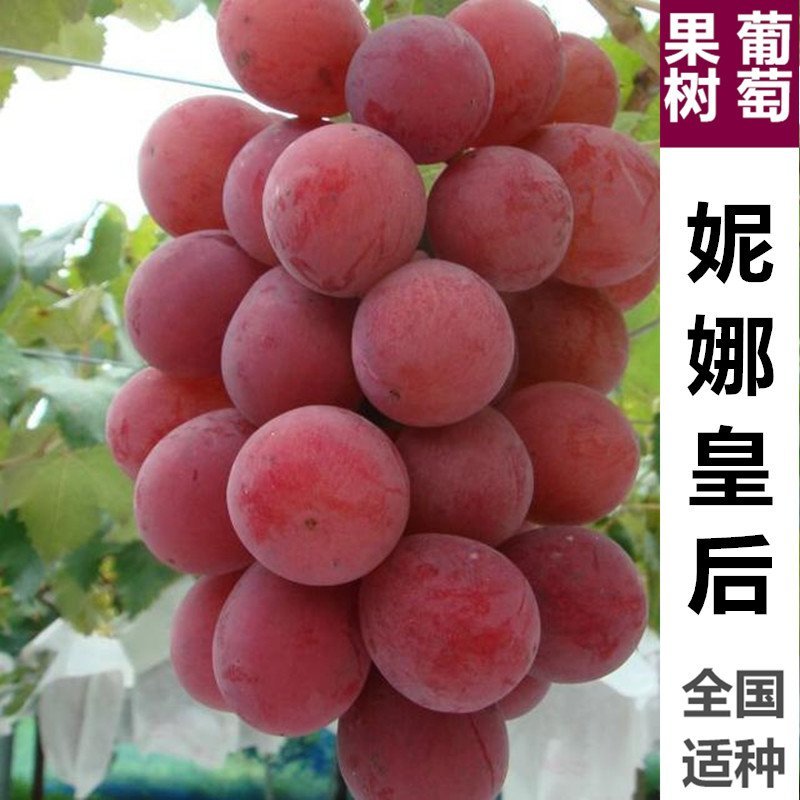 蓝宝石葡萄苗