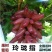 蓝宝石葡萄苗